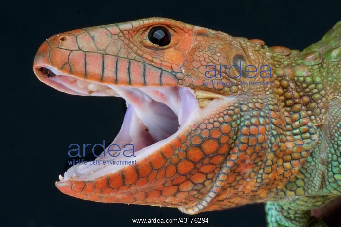 : Caiman lizard (Dracaena guianensis), Peru : Caiman lizard (Dracaena guianensis), Peru
