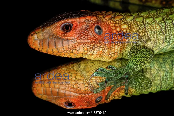 : Caiman lizard reflected on glass : Caiman lizard reflected on glass
