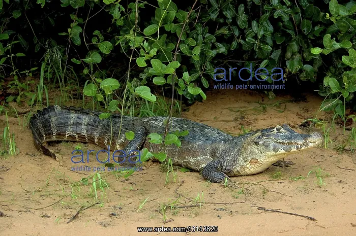: Caiman in the Pantanal, Brazil : Caiman in the Pantanal, Brazil