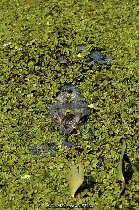: Caiman in the Pantanal, Brazil : Caiman in the Pantanal, Brazil