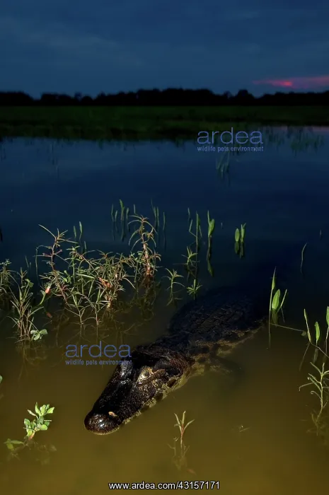 : Caiman in the Pantanal, Brazil : Caiman in the Pantanal, Brazil