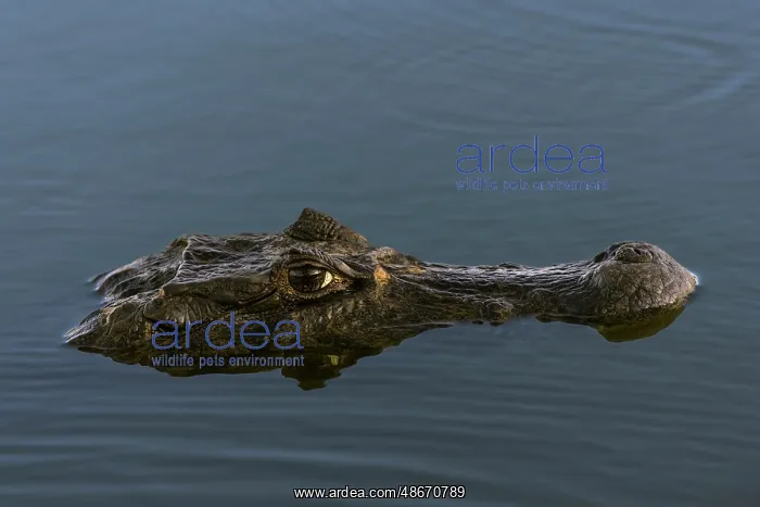 : Caiman, Pantanal, Brazil : Caiman, Pantanal, Brazil