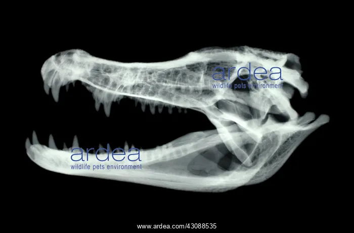 : Caiman Skull X-ray : Caiman Skull X-ray
