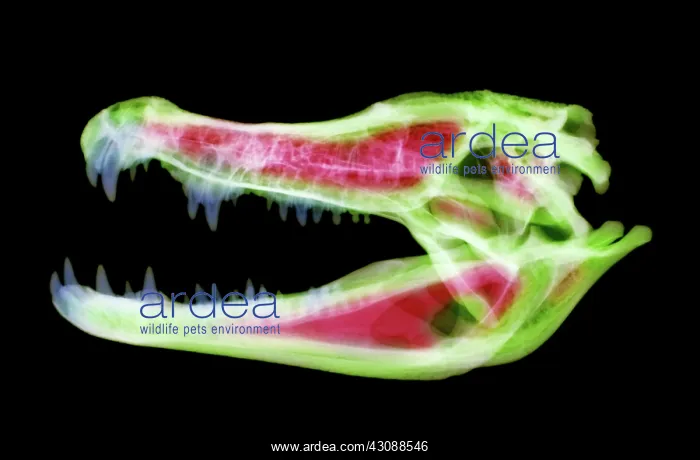 : Caiman Skull X-ray : Caiman Skull X-ray