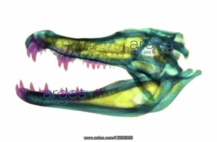 : Caiman Skull X-ray : Caiman Skull X-ray