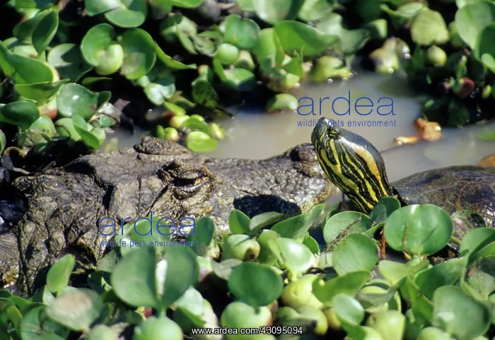 : Caiman and Turtle : Caiman and Turtle