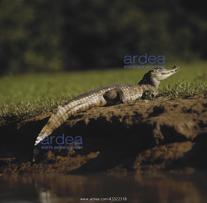 : Caiman in Venezuela : Caiman in Venezuela