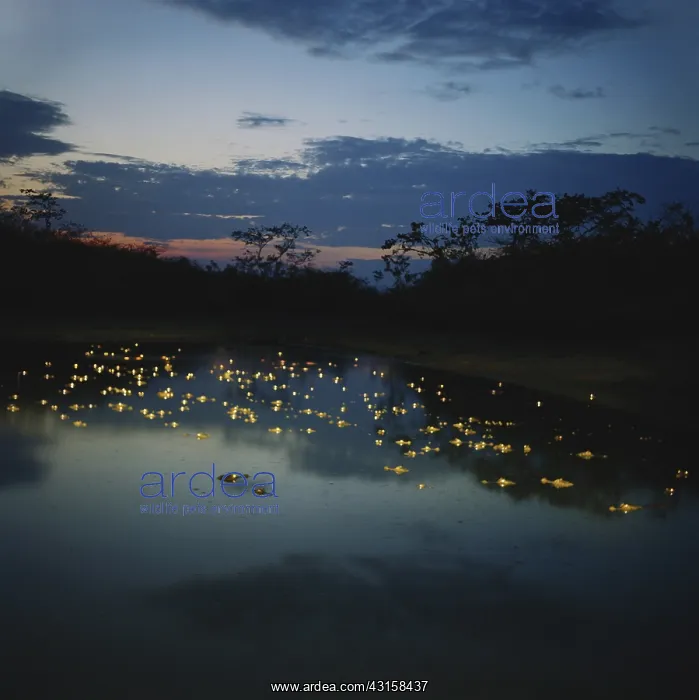 : Caimans at Night : Caimans at Night