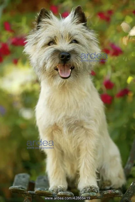  : Cairn Terrier