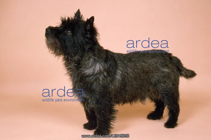 : Cairn Terrier Dog : Cairn Terrier Dog