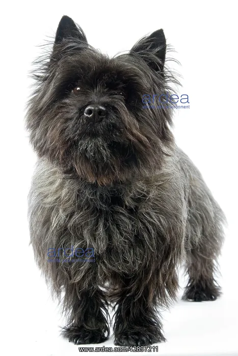  : Cairn Terrier Dog