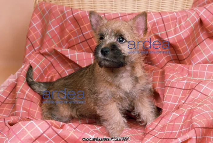 : CAIRN TERRIER DOG : CAIRN TERRIER DOG