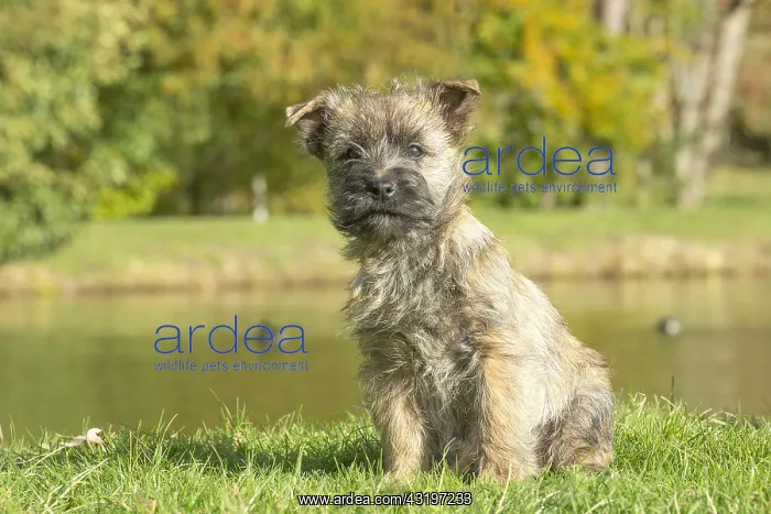 : Cairn Terrier dog outdoors : Cairn Terrier dog outdoors