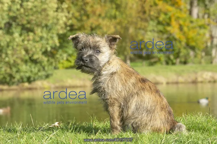 : Cairn Terrier dog outdoors : Cairn Terrier dog outdoors