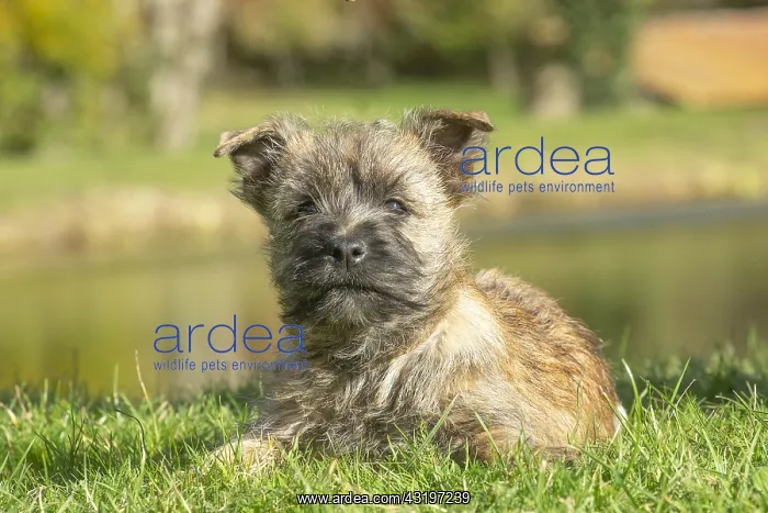 : Cairn Terrier dog outdoors : Cairn Terrier dog outdoors