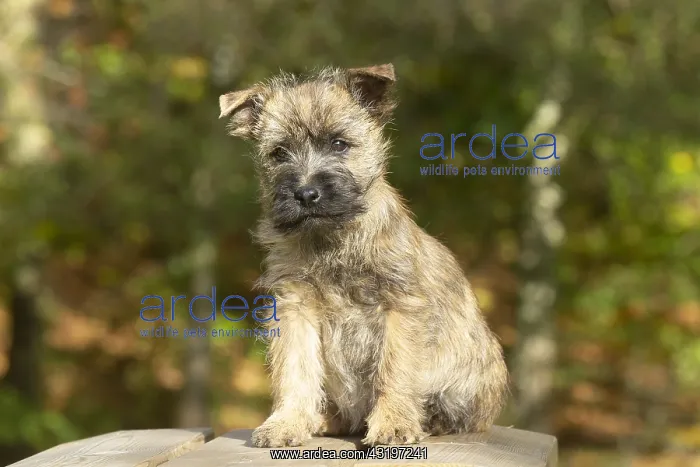 : Cairn Terrier dog outdoors : Cairn Terrier dog outdoors