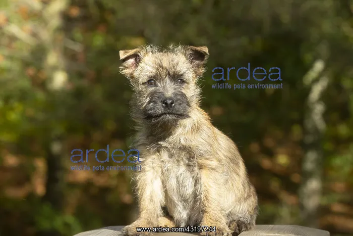 : Cairn Terrier dog outdoors : Cairn Terrier dog outdoors