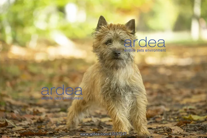 : Cairn Terrier dog outdoors in the woods in autumn : Cairn Terrier dog outdoors in the woods in autumn