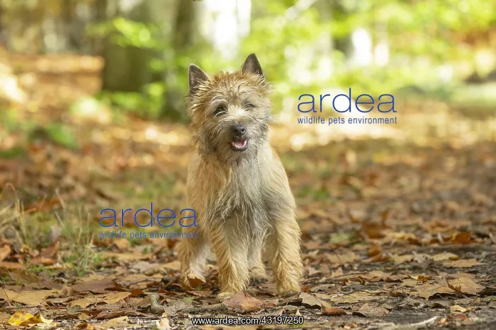 : Cairn Terrier dog outdoors in the woods in autumn : Cairn Terrier dog outdoors in the woods in autumn