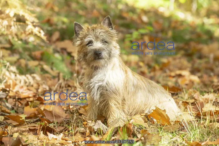 : Cairn Terrier dog outdoors in the woods in autumn : Cairn Terrier dog outdoors in the woods in autumn