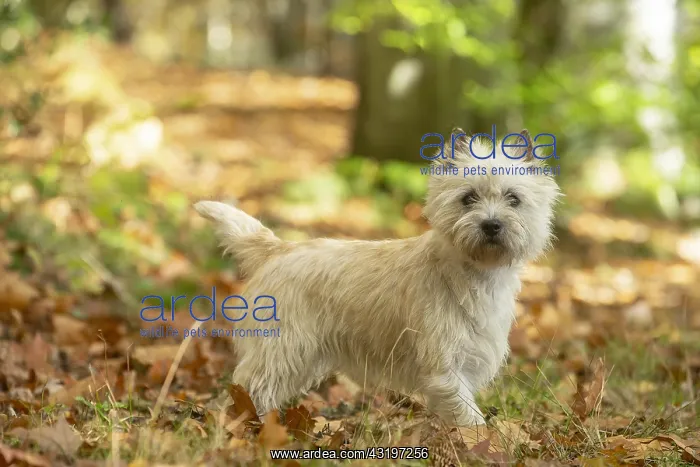 : Cairn Terrier dog outdoors in the woods in autumn : Cairn Terrier dog outdoors in the woods in autumn