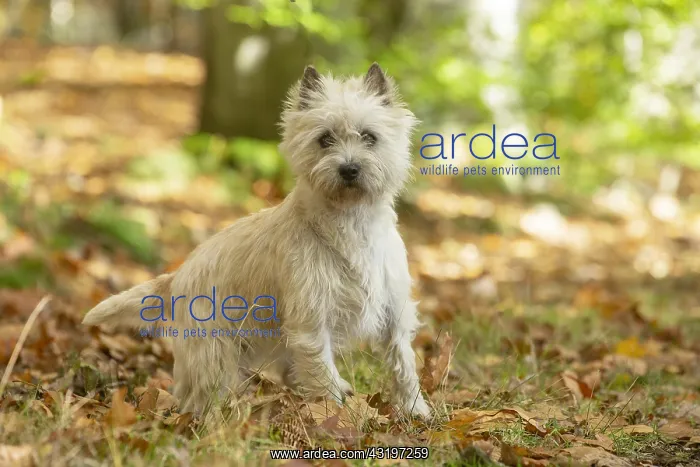 : Cairn Terrier dog outdoors in the woods in autumn : Cairn Terrier dog outdoors in the woods in autumn