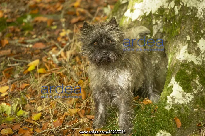 : Cairn Terrier dog outdoors in the woods in autumn : Cairn Terrier dog outdoors in the woods in autumn