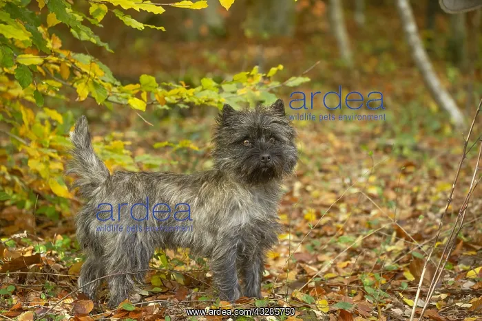 : Cairn Terrier dog outdoors in the woods in autumn : Cairn Terrier dog outdoors in the woods in autumn