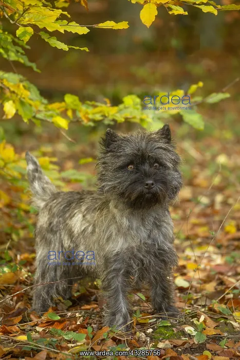 : Cairn Terrier dog outdoors in the woods in autumn : Cairn Terrier dog outdoors in the woods in autumn