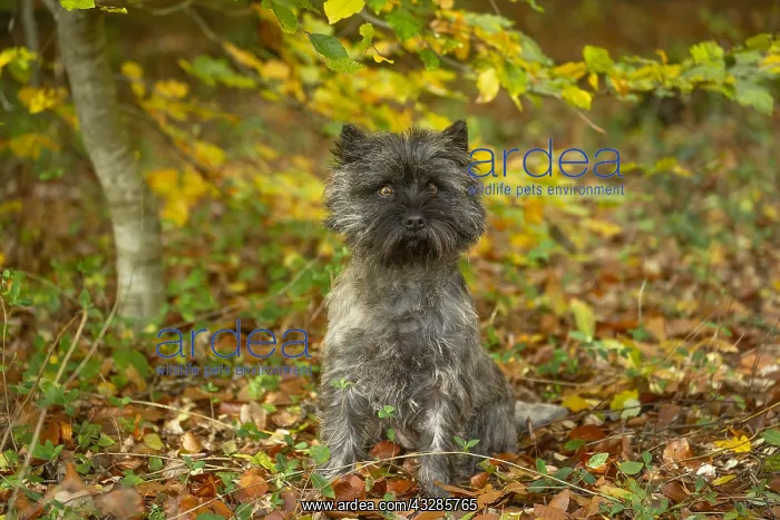 : Cairn Terrier dog outdoors in the woods in autumn : Cairn Terrier dog outdoors in the woods in autumn