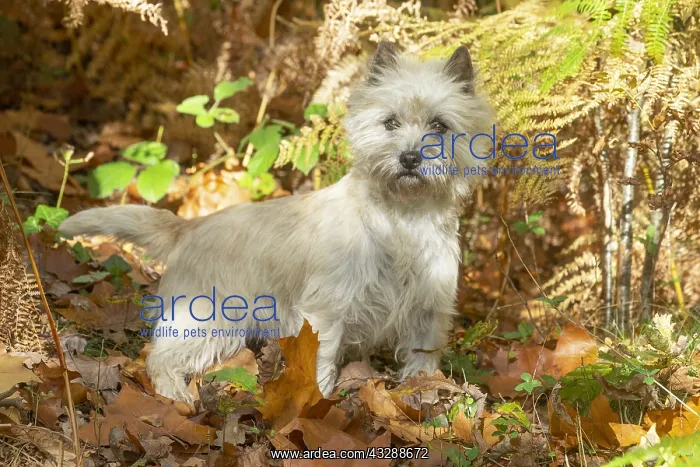 : Cairn Terrier dog outdoors in the woods in autumn : Cairn Terrier dog outdoors in the woods in autumn