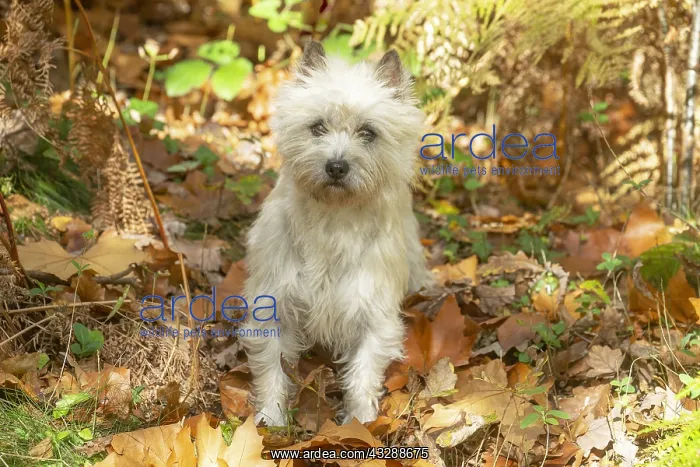 : Cairn Terrier dog outdoors in the woods in autumn : Cairn Terrier dog outdoors in the woods in autumn