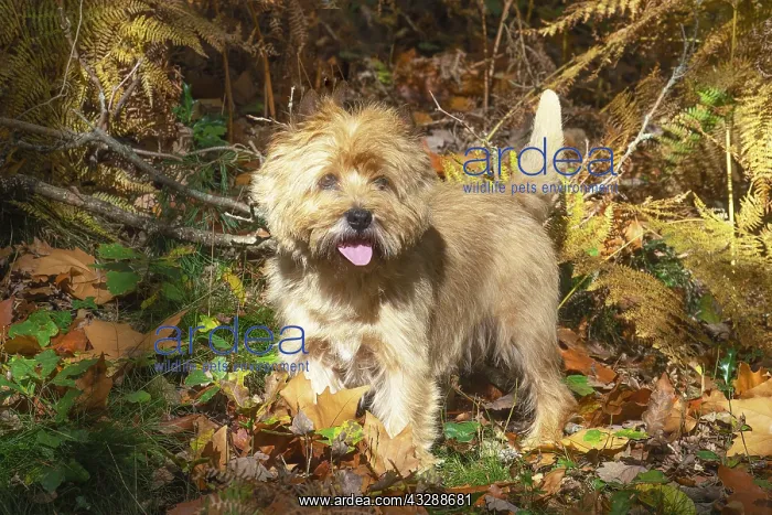 : Cairn Terrier dog outdoors in the woods in autumn : Cairn Terrier dog outdoors in the woods in autumn