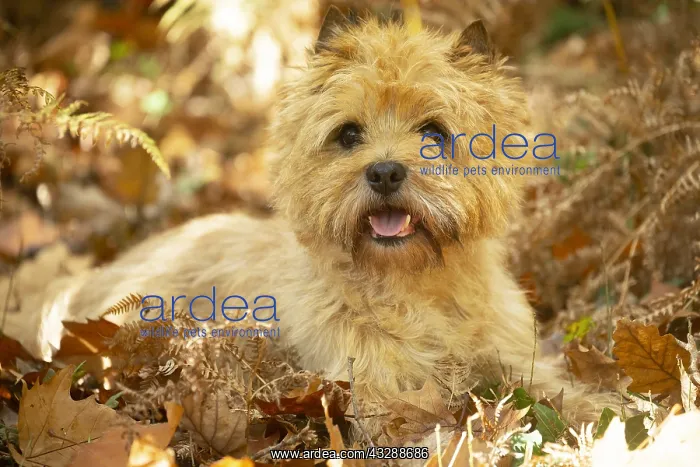 : Cairn Terrier dog outdoors in the woods in autumn : Cairn Terrier dog outdoors in the woods in autumn
