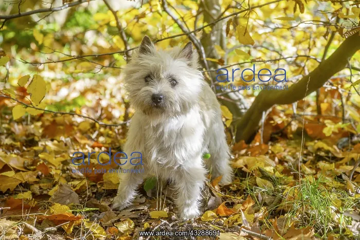 : Cairn Terrier dog outdoors in the woods in autumn : Cairn Terrier dog outdoors in the woods in autumn