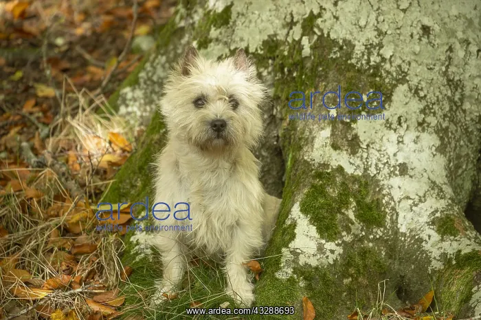 : Cairn Terrier dog outdoors in the woods in autumn : Cairn Terrier dog outdoors in the woods in autumn