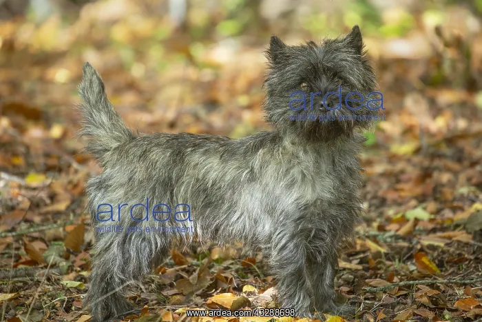 : Cairn Terrier dog outdoors in the woods in autumn : Cairn Terrier dog outdoors in the woods in autumn