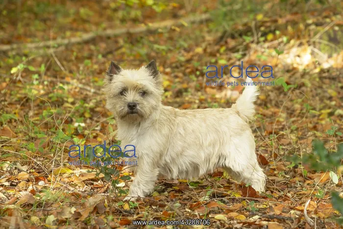 : Cairn Terrier dog outdoors in the woods in autumn : Cairn Terrier dog outdoors in the woods in autumn
