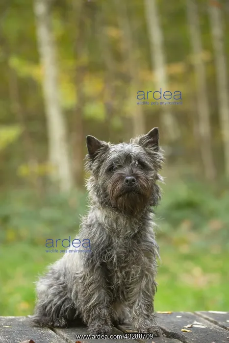 : Cairn Terrier dog outdoors in the woods in autumn : Cairn Terrier dog outdoors in the woods in autumn