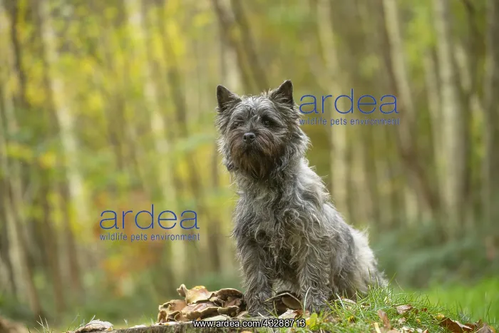 : Cairn Terrier dog outdoors in the woods in autumn : Cairn Terrier dog outdoors in the woods in autumn