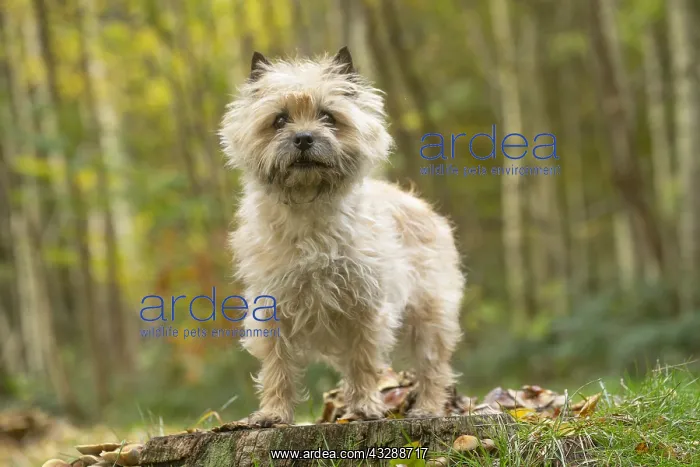 : Cairn Terrier dog outdoors in the woods in autumn : Cairn Terrier dog outdoors in the woods in autumn