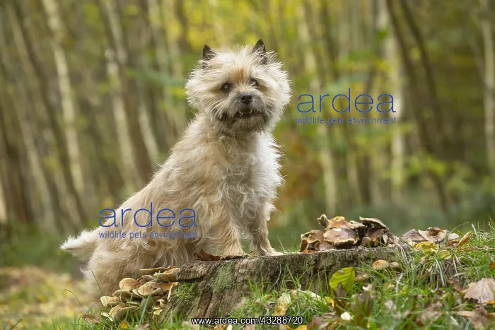 : Cairn Terrier dog outdoors in the woods in autumn : Cairn Terrier dog outdoors in the woods in autumn