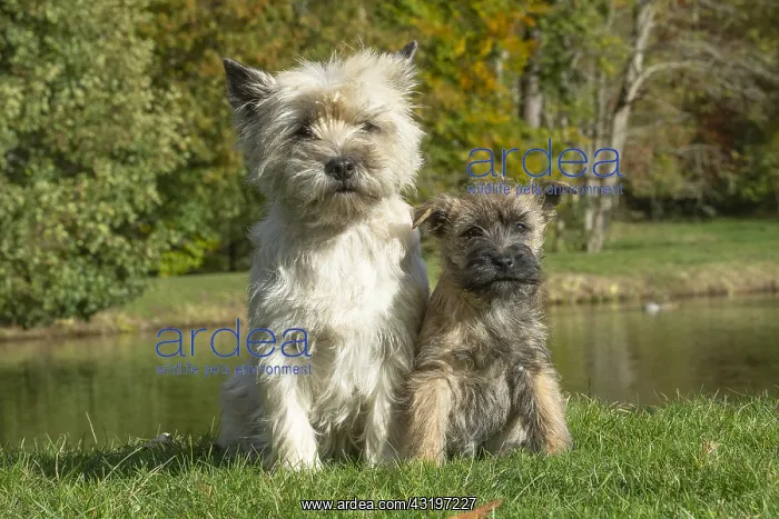 : Cairn Terrier dog and puppy outdoors : Cairn Terrier dog and puppy outdoors