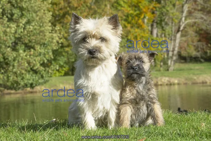 : Cairn Terrier dog and puppy outdoors : Cairn Terrier dog and puppy outdoors