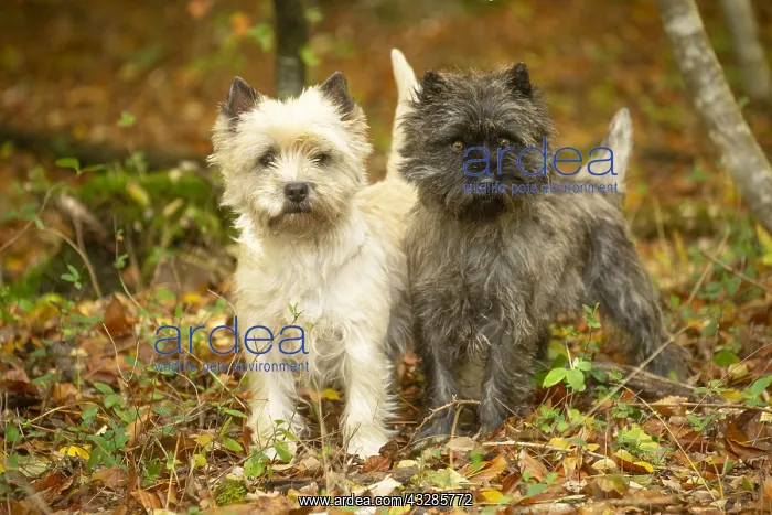: Two Cairn Terrier dogs outdoors in the woods in autumn : Two Cairn Terrier dogs outdoors in the woods in autumn