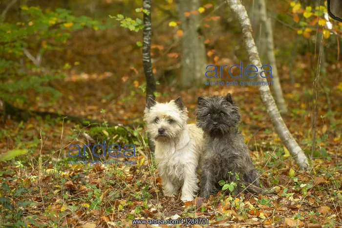 : Two Cairn Terrier dogs outdoors in the woods in autumn : Two Cairn Terrier dogs outdoors in the woods in autumn