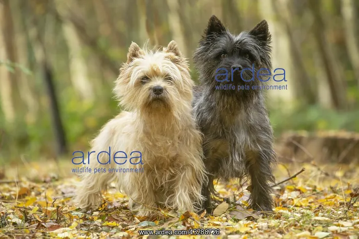 : Two Cairn Terrier dogs outdoors in the woods in autumn : Two Cairn Terrier dogs outdoors in the woods in autumn