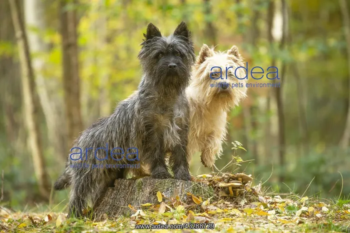 : Two Cairn Terrier dogs outdoors in the woods in autumn : Two Cairn Terrier dogs outdoors in the woods in autumn