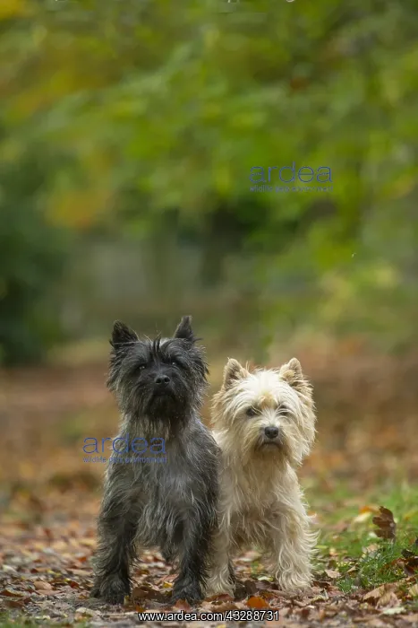 : Two Cairn Terrier dogs outdoors in the woods in autumn : Two Cairn Terrier dogs outdoors in the woods in autumn
