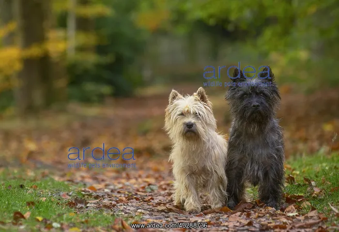 : Two Cairn Terrier dogs outdoors in the woods in autumn : Two Cairn Terrier dogs outdoors in the woods in autumn